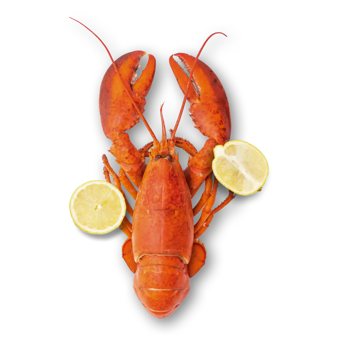 Lobster
